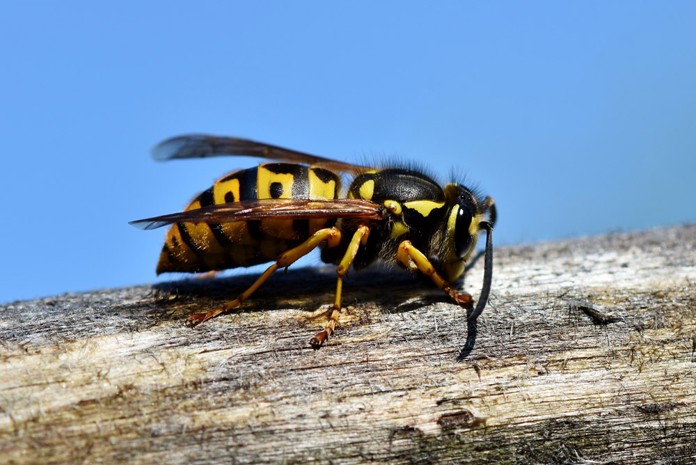木板上的黄蜂